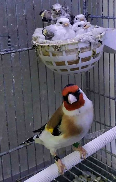 Vendo canários a cantar muito bem