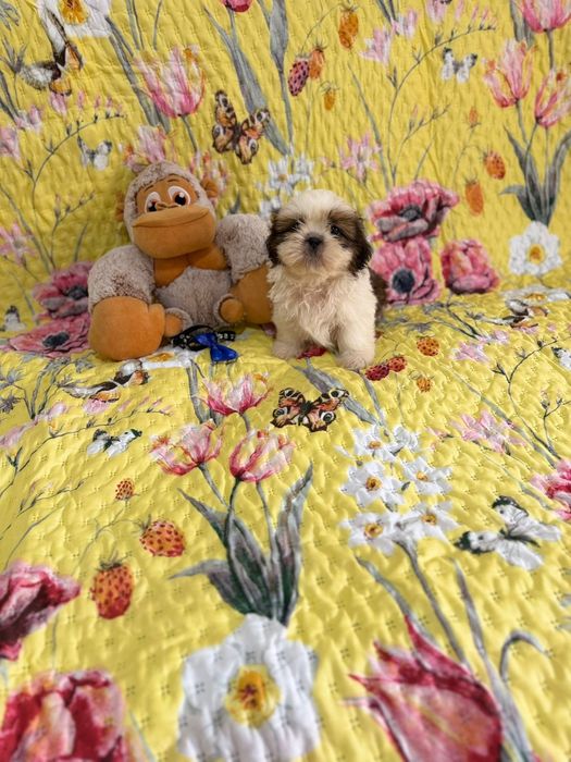 Shih-tzu macho excelente exemplar