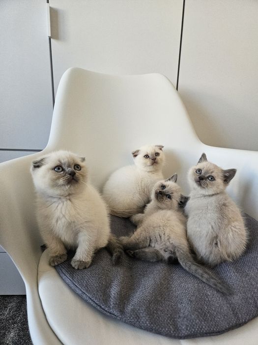 Котики шотландські висловухі