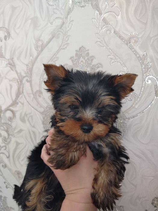 Радость для Вас !