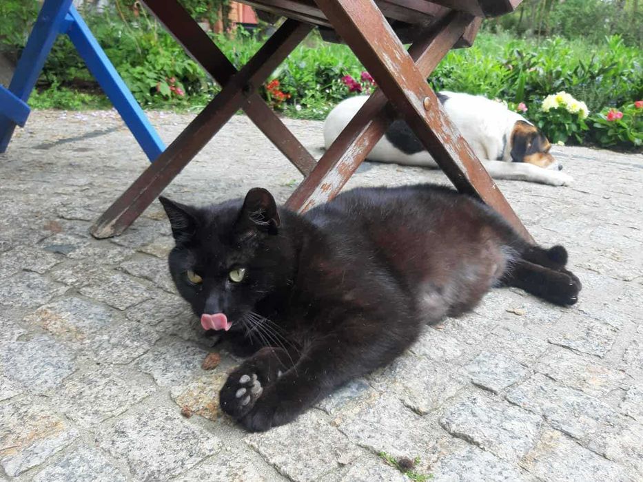 Moschino czeka na domek