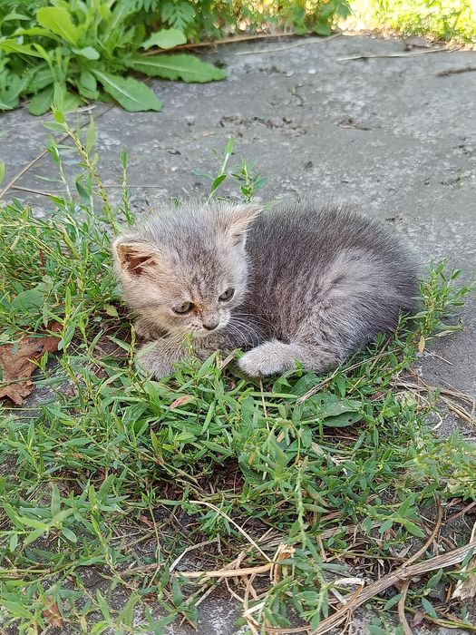 Віддам кошеня хлопчик