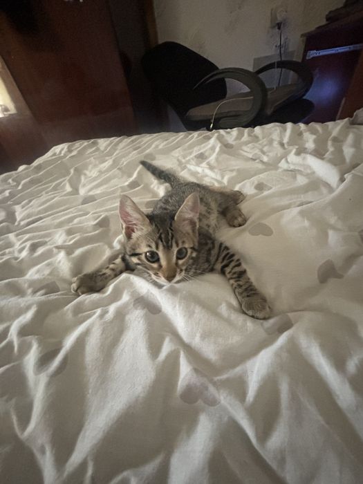 бенгальский котенок