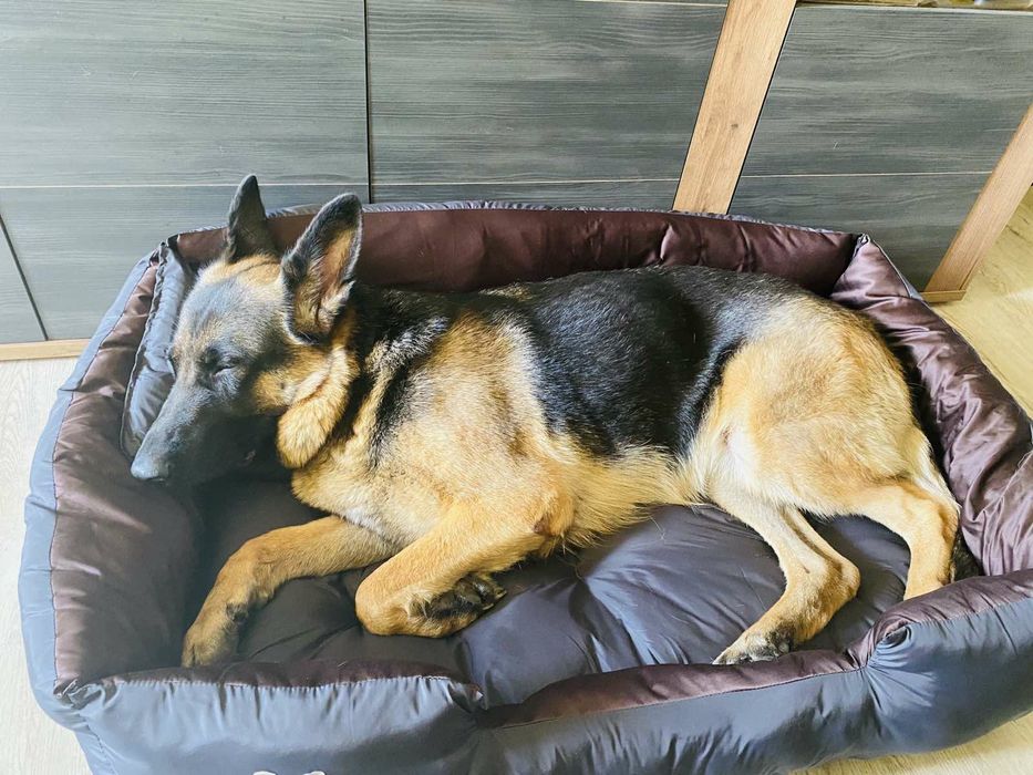 Лежак для собаки 100/70