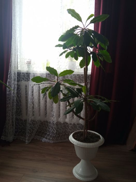 Пальма/Молочай кімнатний вазон