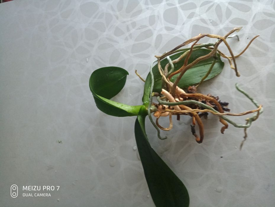 орхідея     біла