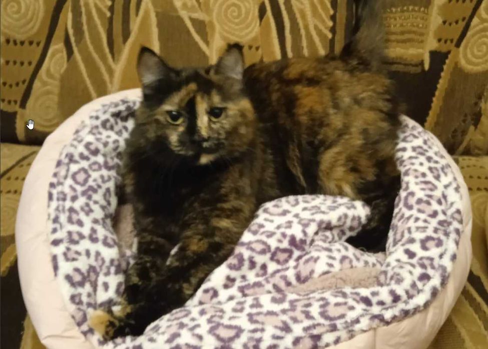 Лежанки для котов или мелких собачек.