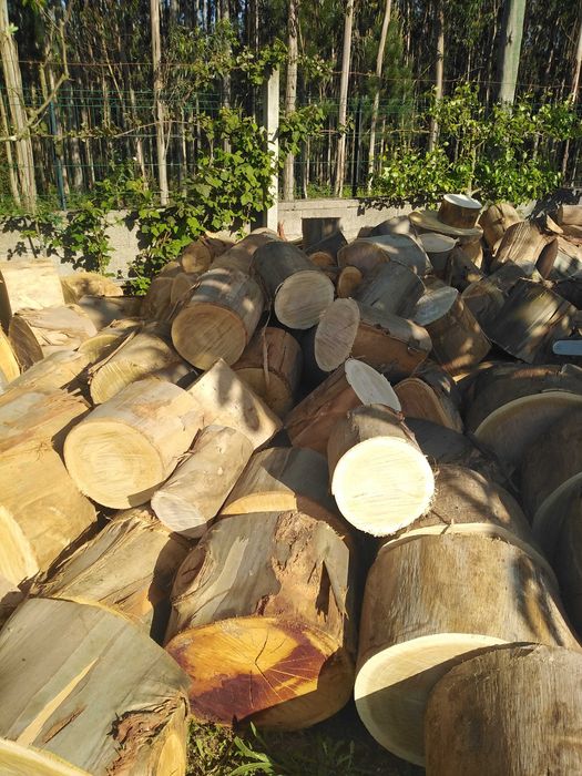 Lenha rachada seca Eucalipto Carvalho e Austrália