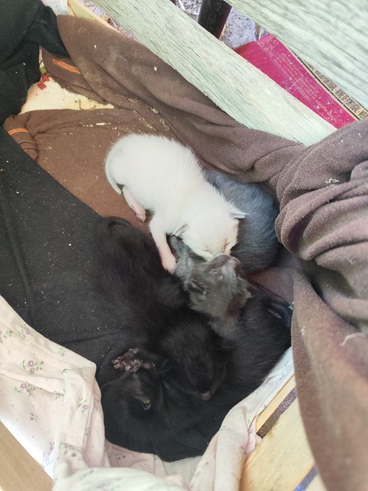 Doação de mãe ou gatos recém nascidos