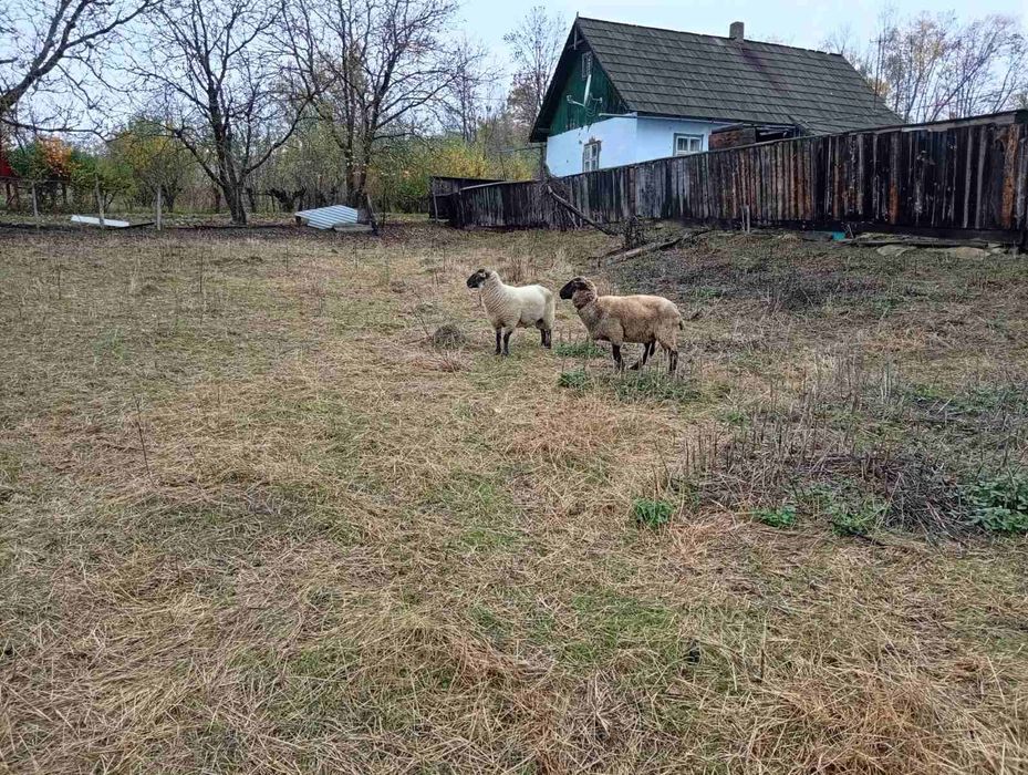 продам вівці , ягнята