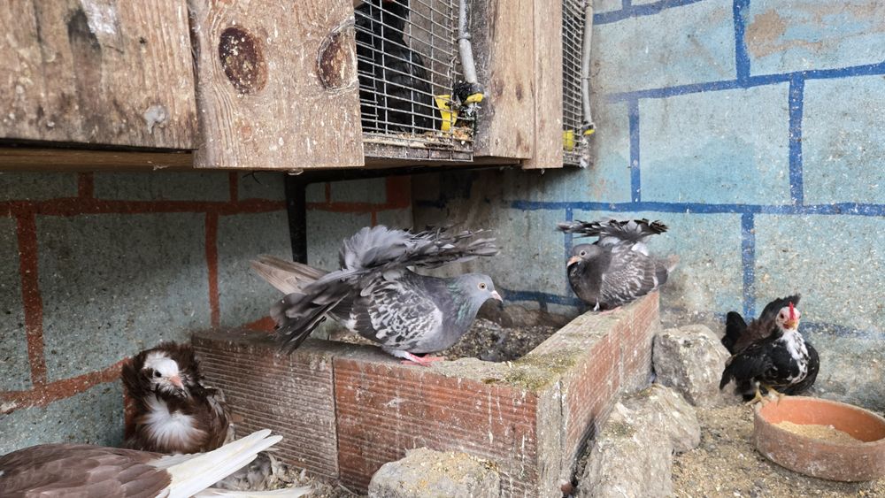 Pombas rabo de leque duplo