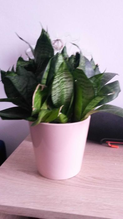 Kwiat doniczkowy Sansevieria Wężownica
Języki teściowej