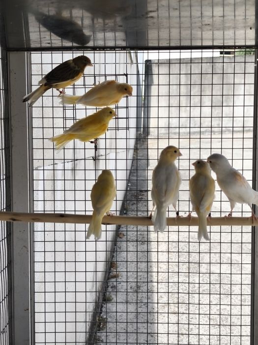 Caturras 2025 e canários 2025