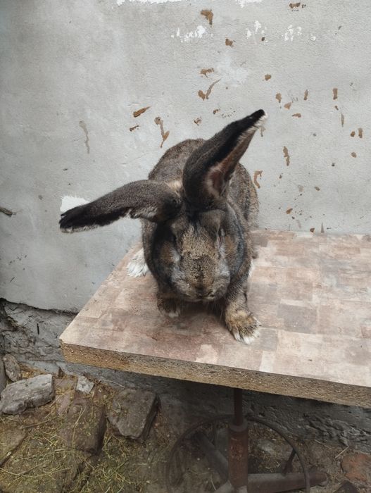 Продам Кролі гібриди