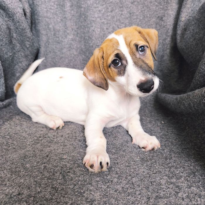 Хлопчик Джек Рассел тер'єр