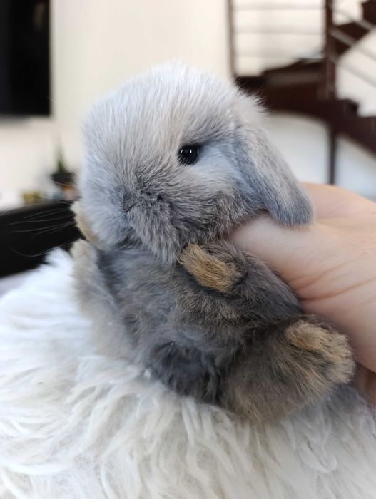Mini lop karzełek Teddy hodowla zarejestrowana
