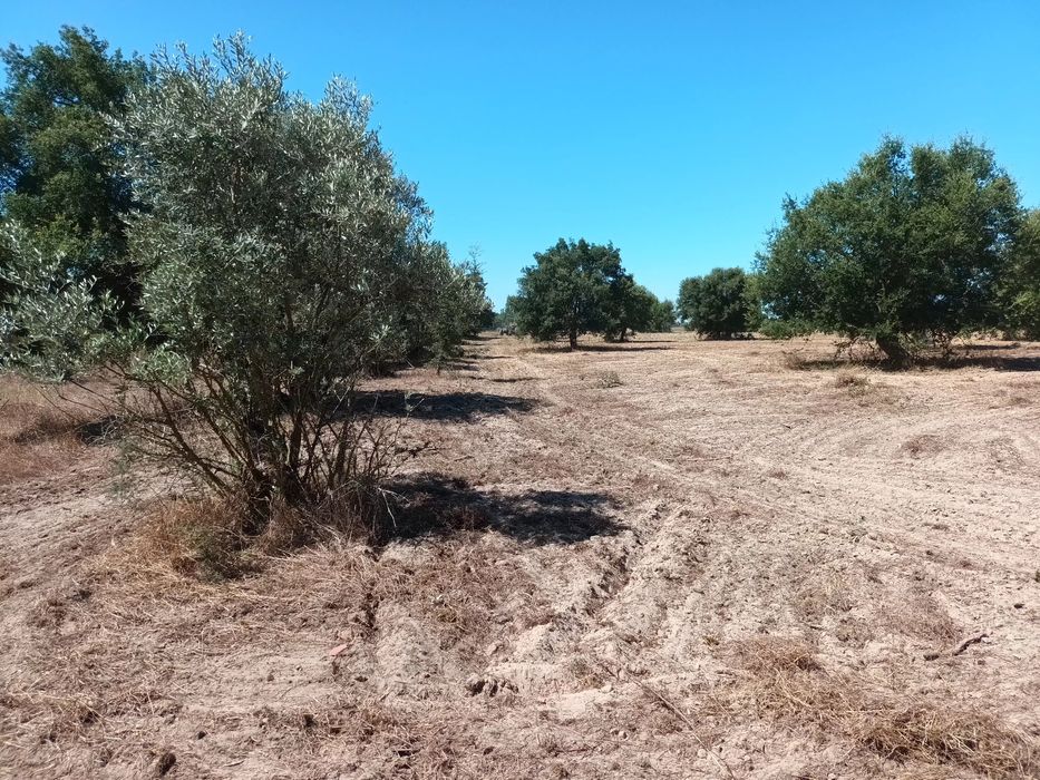 Propriedade-Mini quinta
