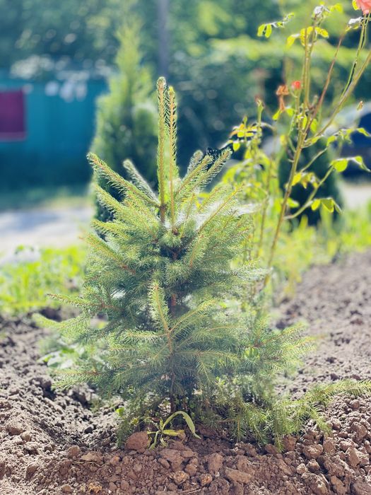 Продається  квартира в приватному будинку одноповерховому є генератор)