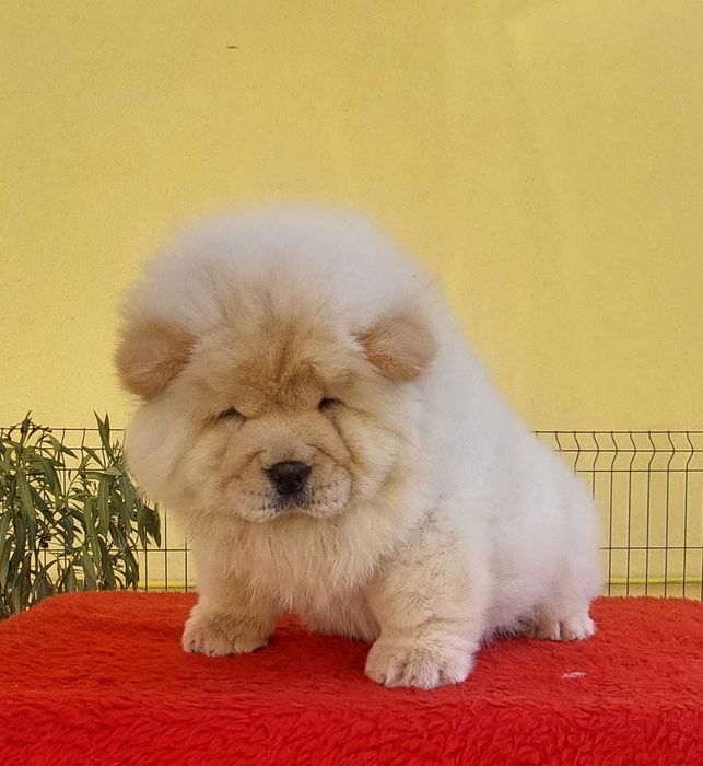 Chow Chow disponível