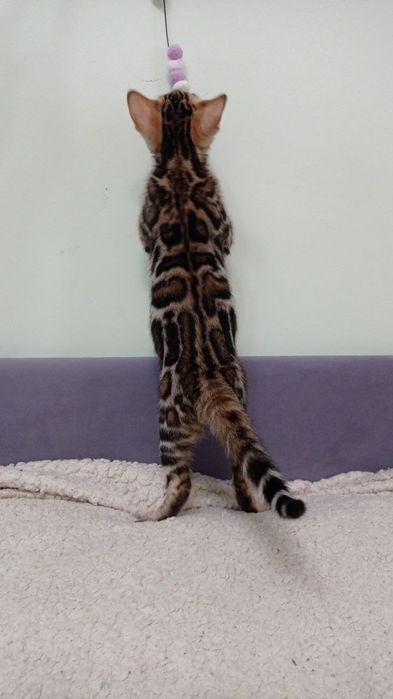 Бенгальські кошенята шоу класу