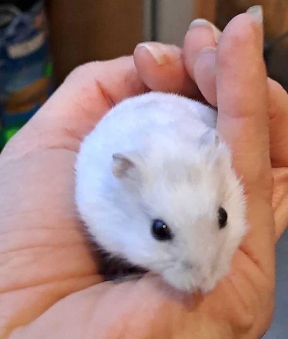 Chomik dżungarski - sklep zoologiczny Pawik.pl Głogów Młp.