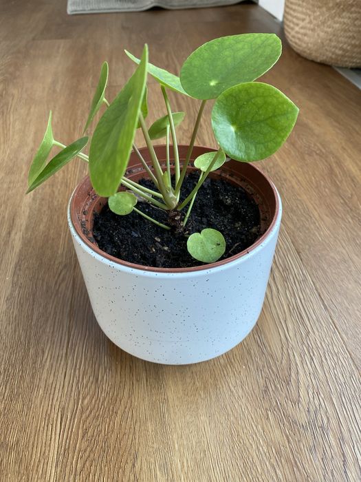 Pilea peperomioides
