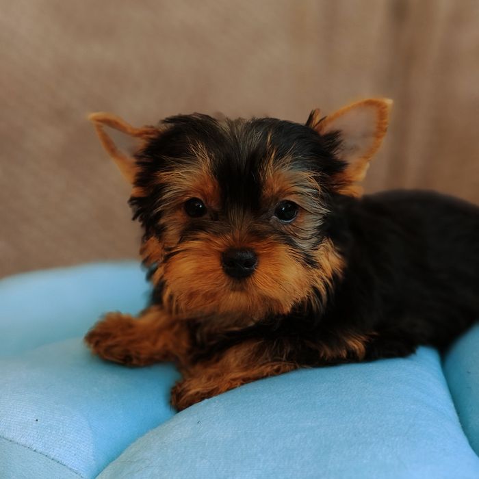Yorkshire terrier piesek