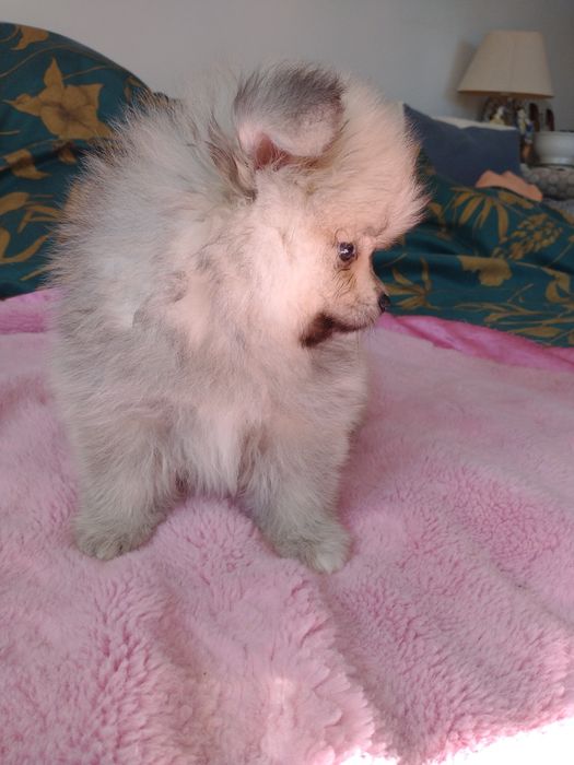 Chłopak Szpiciniaturoey pomeranian