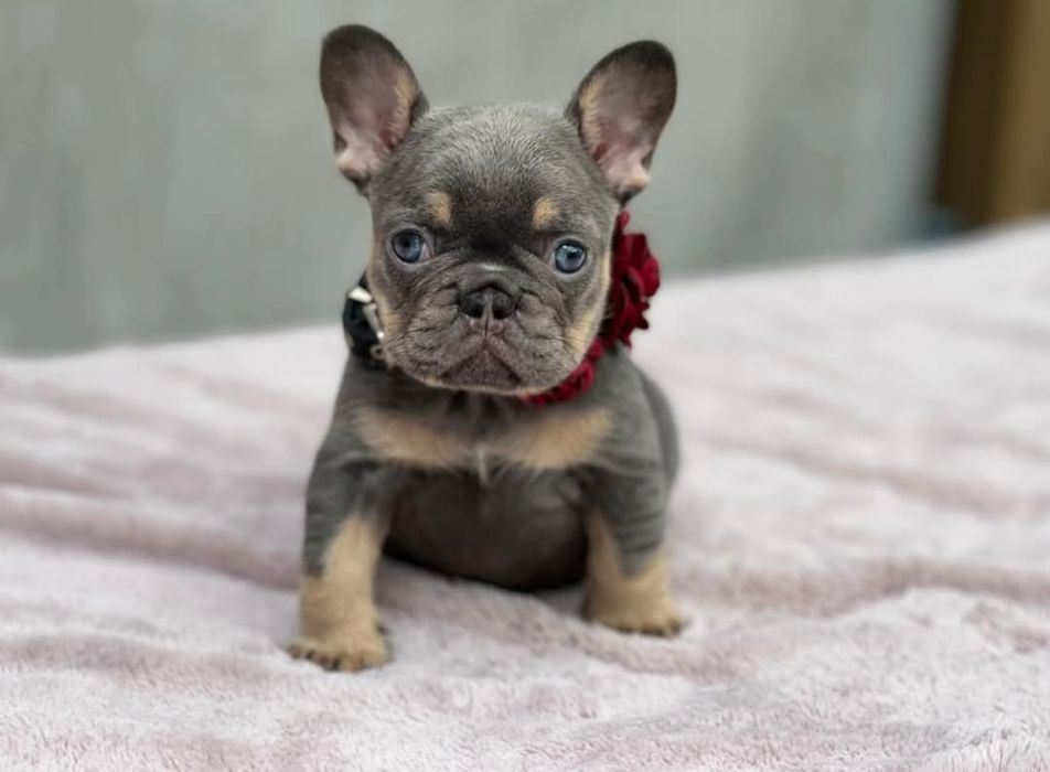 Хлопчик чарівний, мінні