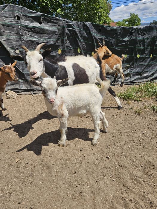 Cabrito macho anão para venda