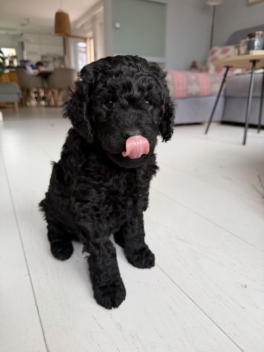 Śliczna suczka GOLDENDOODLE (mocny skręt)