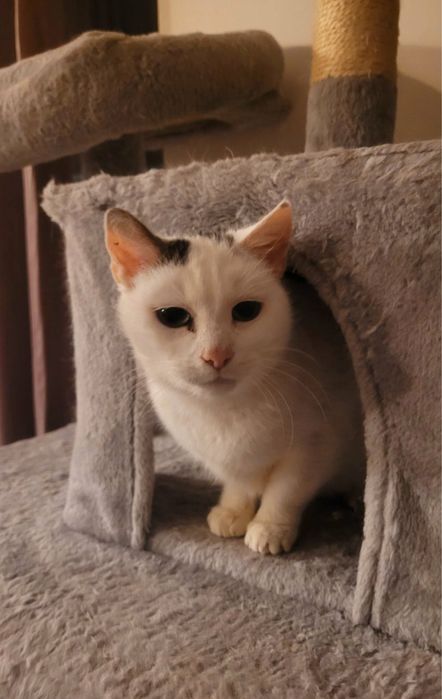 Starsza, spokojna kotka szuka swojego miejsca na ziemi!