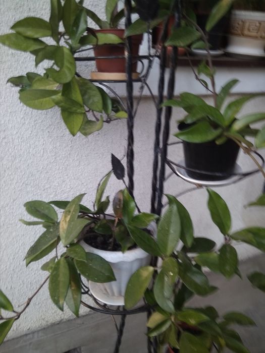 Хойя, кімната рослина