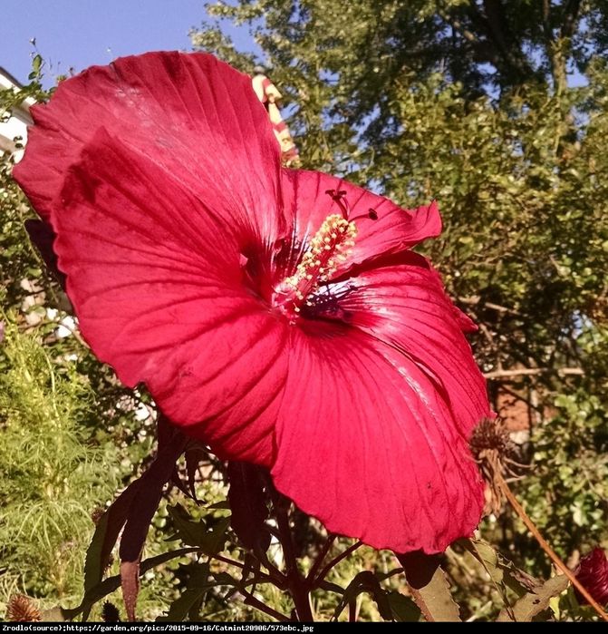 Hibiskus bagienny XXL Fireball Hibiscus moscheutos 'Fireball'