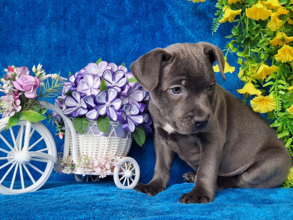 Stafordshire Bull terrier z rodowodem i paszportem