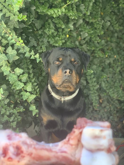 Ротвейлер вязка