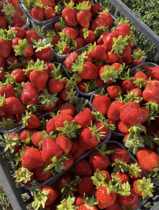 Копані саджанці полуниці