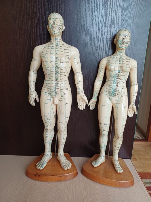 2 моделі акупунктурних точок жіноча і чоловіча