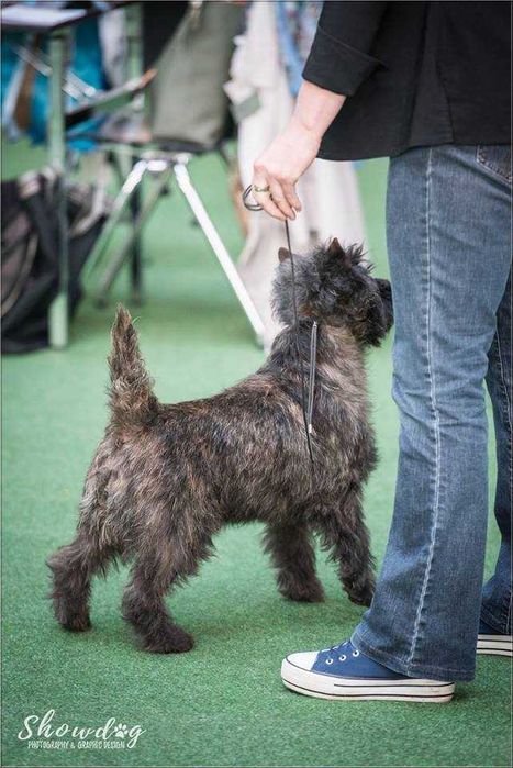 Cairn Terrier - rodowodowa (ZKwP/FCI) suczka
