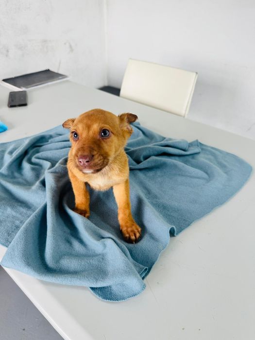 Caezinho com 2 meses para adoção