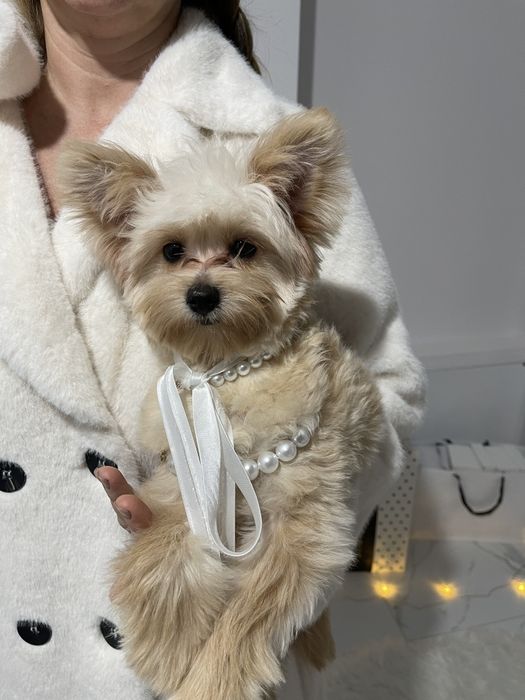 Обіймай і не відпускай  чарівні Помапу тут!