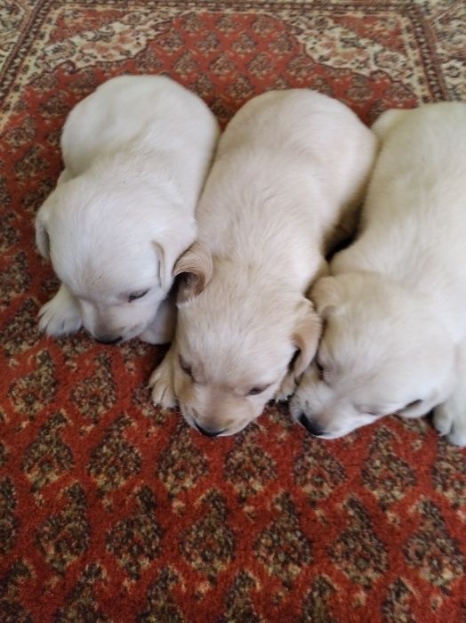 Лабрадори палевого і білого окрасу. Хлопчик. Прививки і документи є .