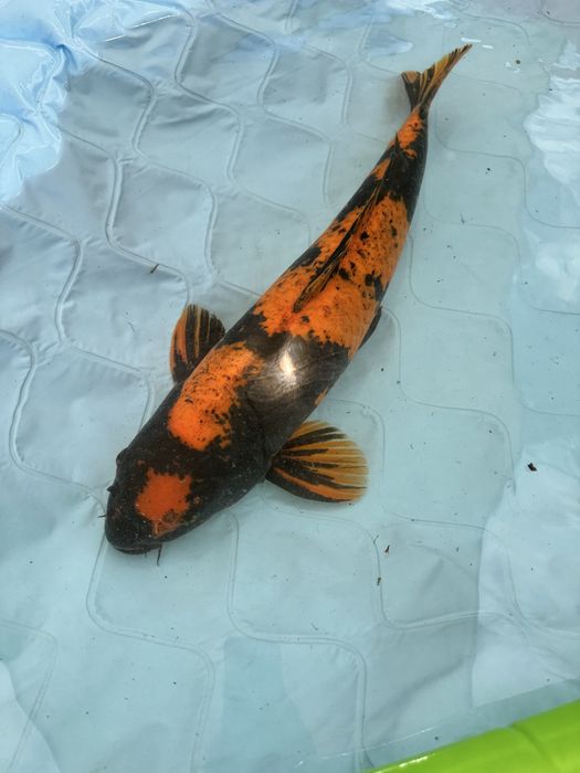 Carpa koi hinutsuri male