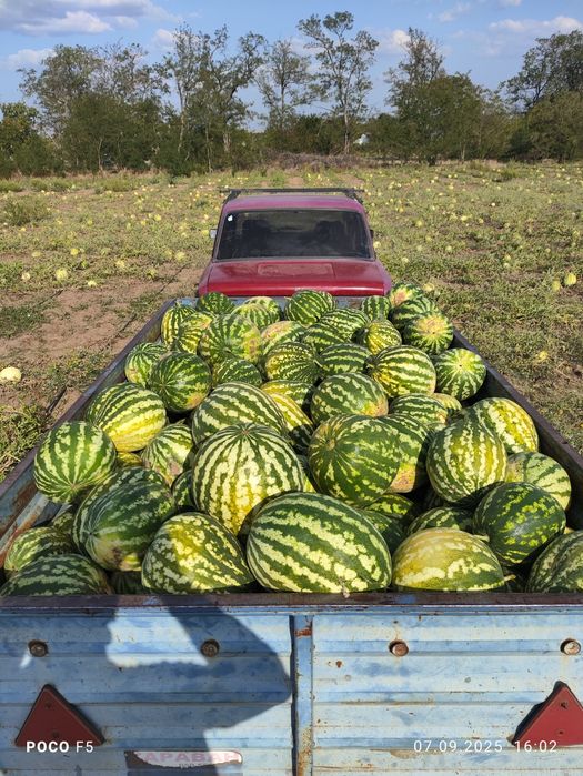 Продам Кавун на КОРМ для тварин