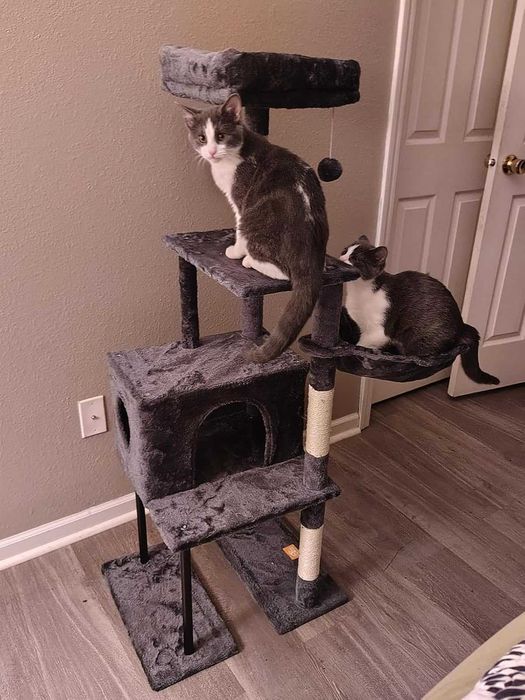 Drapak dla kota wysoki 125cm Domek Hamak Legowisko Szary NOWY