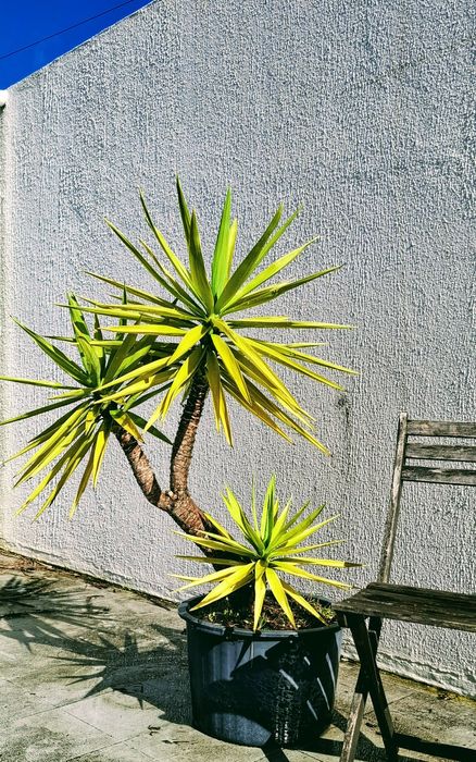 Plantas Yucca  em vaso