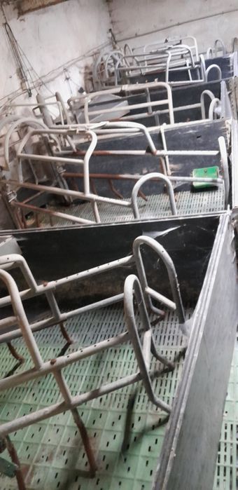 Kojce porodowe porodówki dla loch macior