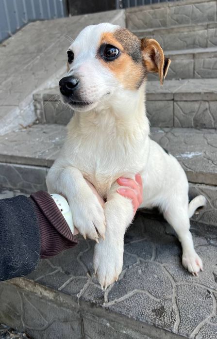 Отдам_ собаки_ щенки_ тина