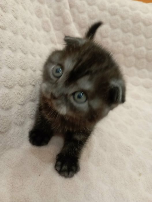 Кукольная девочка скотитиш фолд редкого окраса чёрный дым!