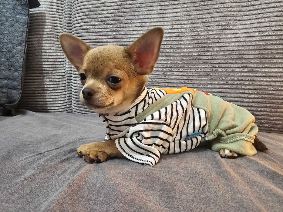 Chłopczyk chihuahua Isabella- tan.